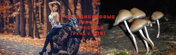 ПСИЛОЦИБИНОВЫЕ ГРИБЫ Алексеевка
